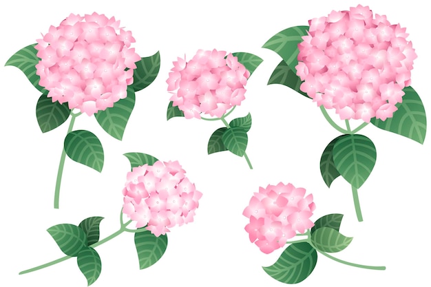 Vector conjunto de flores de hortensia rosa con tallos verdes y hojas ilustración vectorial plana