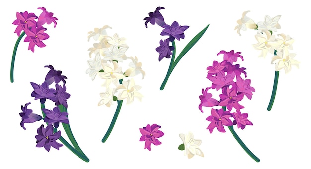 Conjunto de flores de jacinto aisladas sobre un fondo blanco Caricatura vectorial al estilo de dibujos animados Flores de primavera perfumadas Primrose de diferentes colores Rosa blanca Violeta Violeta Flores de boda