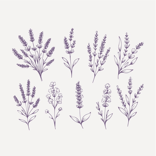 El conjunto de flores de lavanda Ilustración vectorial dibujada a mano Isolada sobre fondo blanco.