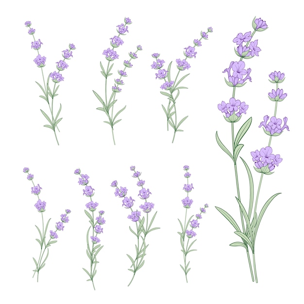 Conjunto de flores de lavanda