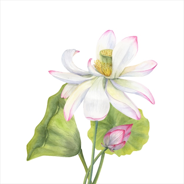 Conjunto de flores de loto rosas Bud Leaf Blooming Water Lily Elemento floral Ilustración en acuarela