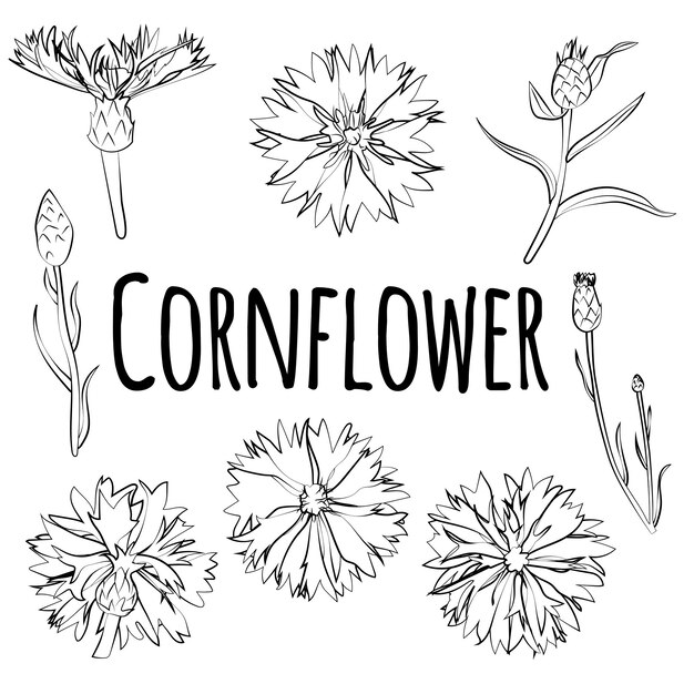 Conjunto de flores de maíz hojas flores lineal patrón negro y blanco gráficos vectoriales