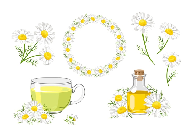 Vector conjunto de flores de manzanilla, ramo, corona, té y aceite.