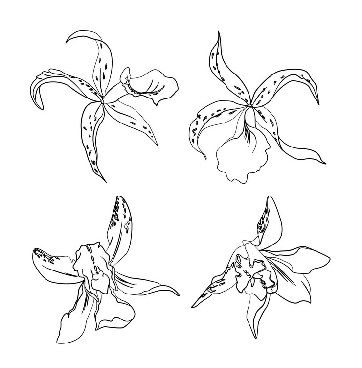Vector conjunto de flores de orquídeas dibujadas a mano