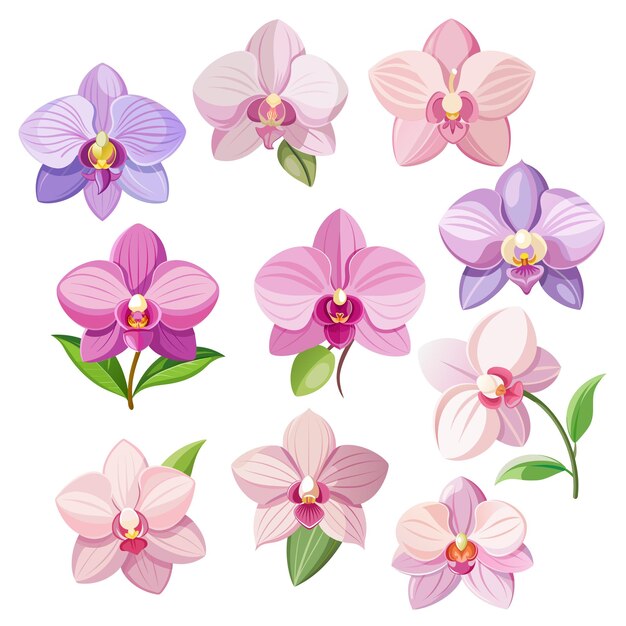 Vector conjunto de flores orquídeas exóticas de color rosa pastel