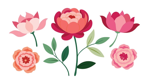 Conjunto de flores de peonía ilustración vectorial plana aislada en fondo blanco