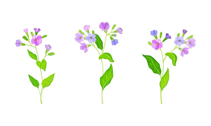 Vector el conjunto de flores de phlox es una ilustración vectorial de flores de jardín delicado de verano.