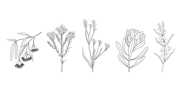 Vector conjunto de flores y plantas nativas australianas dibujadas a mano ilustración simple monocromática de wat dorado