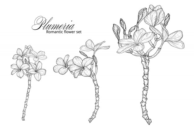 Un conjunto de flores de plumeria en blanco y negro.