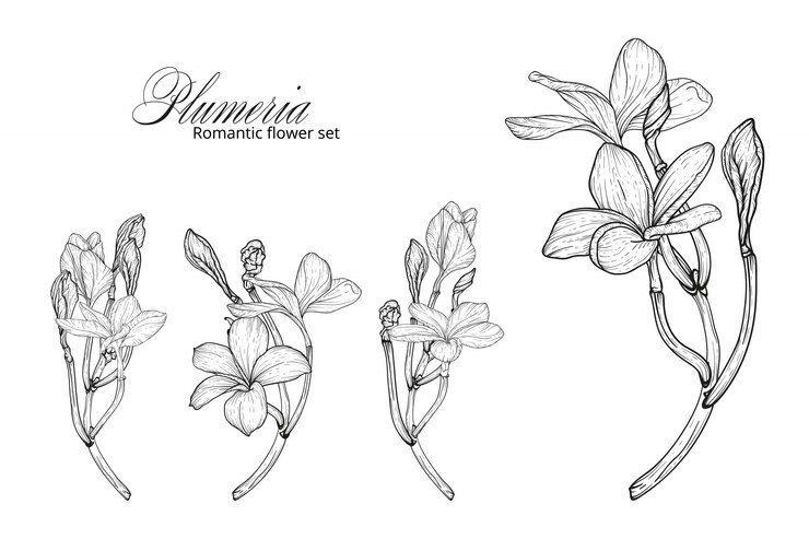 Vector un conjunto de flores de plumeria en blanco y negro.