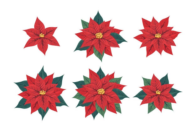Conjunto de flores de Poinsettia Varias inflorescencias de pulcherrima Símbolo de Navidad y Año Nuevo