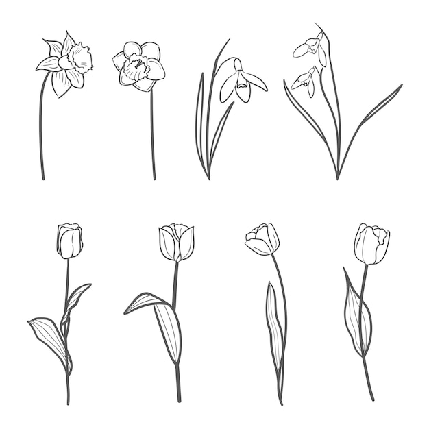Conjunto de flores de primavera dibujadas a mano por vectores, tulipanes, gotas de nieve y narcisos.