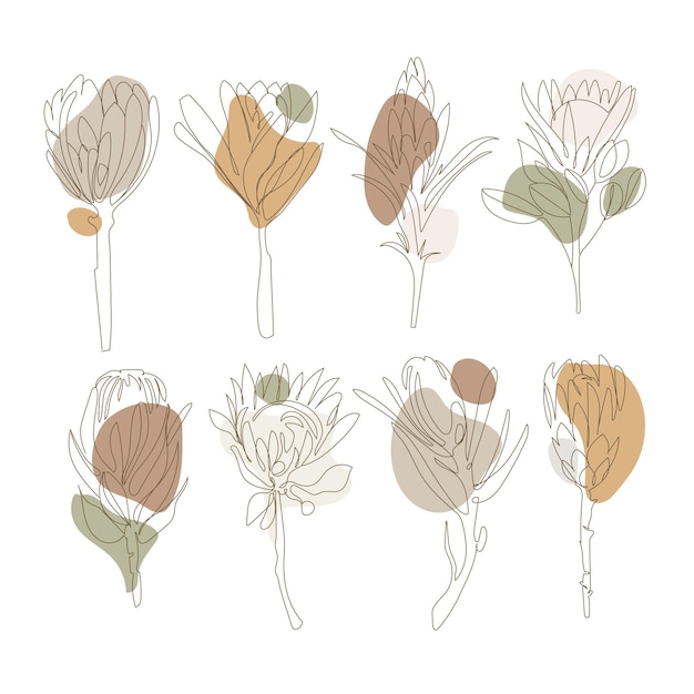 Conjunto de flores de protea dibujadas a mano con formas orgánicas en colores pastel naturales, estilo vectorial .boho