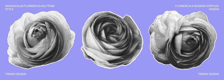 Vector conjunto de flores de ranúnculo en estilo de medio tono cabezas de flores en diferentes posiciones flores y naturaleza