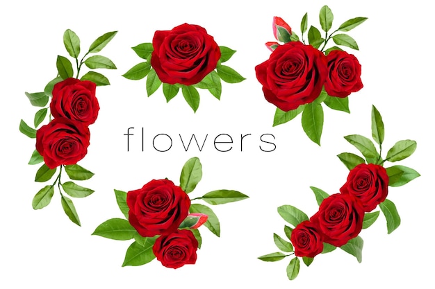 Vector conjunto de flores rojas