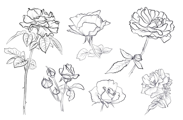 Un conjunto de flores de rosa en blanco y negro dibujadas a mano