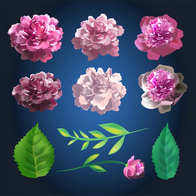 Conjunto de flores rosas botánicas. Colección de verano de elementos de rosas y hojas. Ilustración realista 3d.