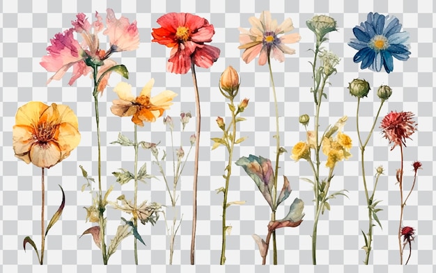 Un conjunto de flores sobre un fondo transparente.