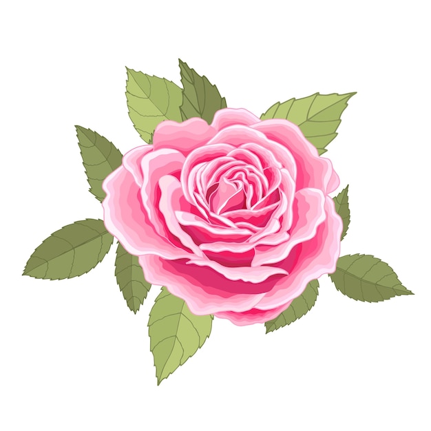 Conjunto de flores La tarjeta elegante rosa Ilustración vectorial