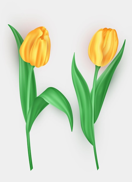 Conjunto de flores de tulipán 3D realistas con pétalos amarillos y hojas verdes aisladas sobre un fondo blanco