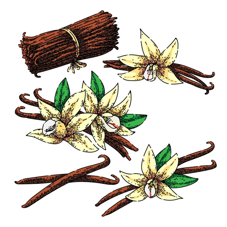 Vector conjunto de flores de vainilla boceto vector dibujado a mano