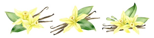 Conjunto de flores de vainilla, palos, vainas y hojas, ilustración acuarela