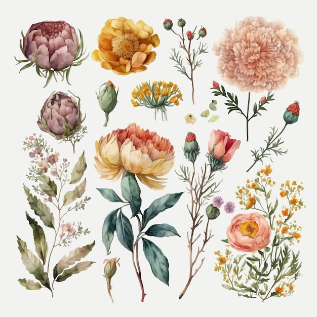 Conjunto de flores de verano acuarela de flores silvestres de peonías aisladas sobre fondo blanco Plantilla de elementos decorativos Ilustración de dibujos animados plana aislada sobre fondo blanco