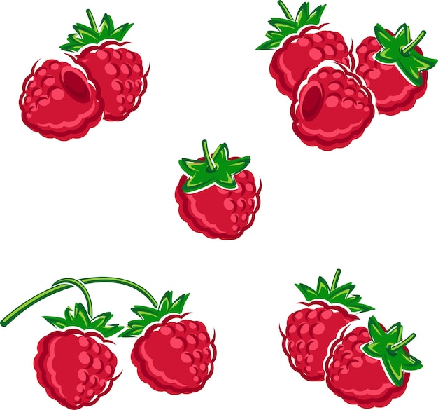 Conjunto de frambuesa Vector
