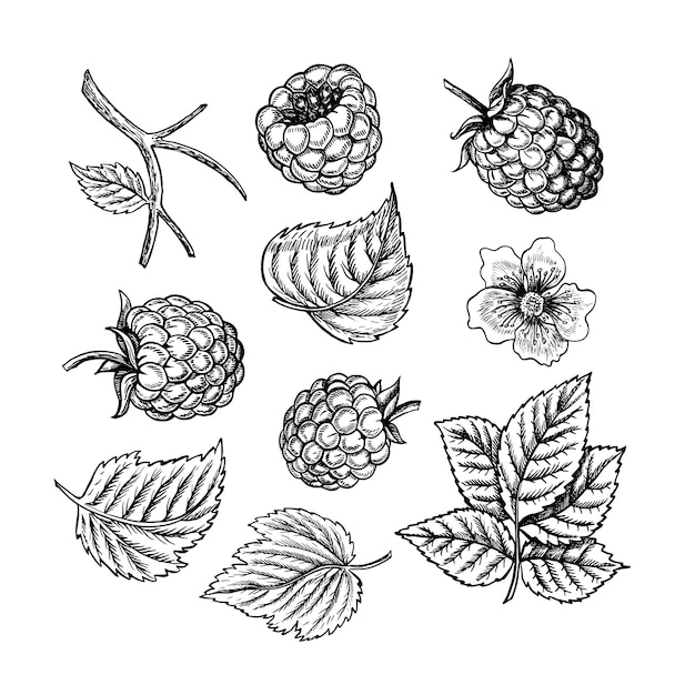 Conjunto de frambuesas bayas hojas y flores dibujado a mano ilustración vectorial gráfica en blanco y negro