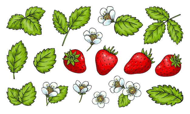 Conjunto de fresas hojas y flores de bayas rojas enteras realistas aisladas sobre fondo blanco elementos de planta dibujados a mano de dibujos animados para tarjeta de impresión insignia pin etiqueta de scrapbooking parche de etiqueta de mercado de agricultores