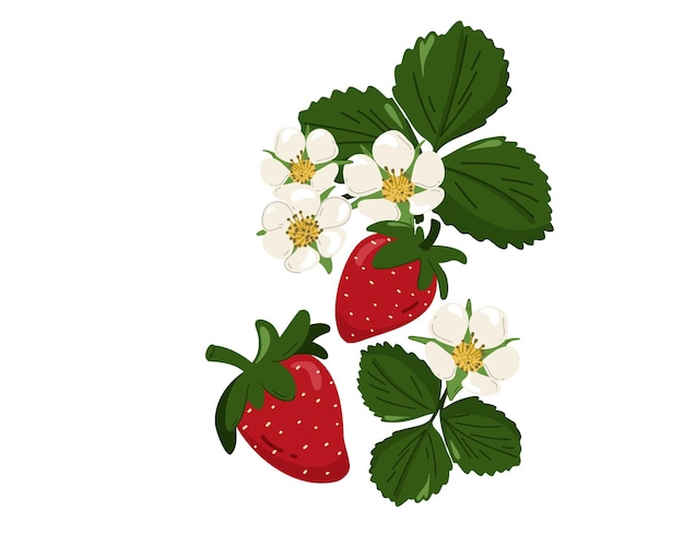 Vector un conjunto de fresas rojas con hojas y flores.