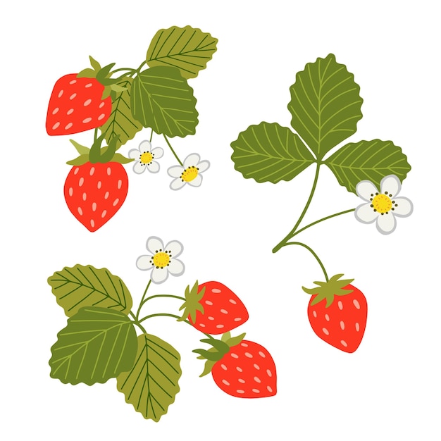 Vector conjunto de fresas silvestres ilustración de bayas rojas de dibujos animados