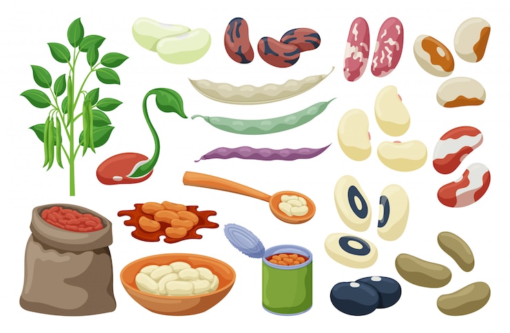 Vector conjunto de frijoles de comida