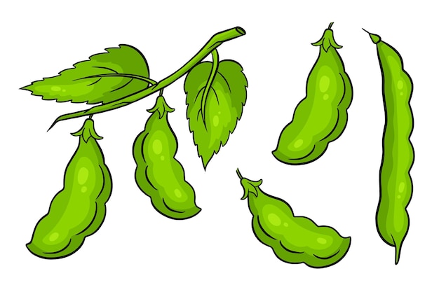 Conjunto de frijoles. Judías verdes frescas. En un estilo de dibujos animados. Ilustración de vector de diseño y decoración.