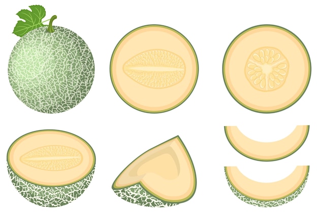 Conjunto de fruta de melón cantaloupe fresca entera cortada a la mitad