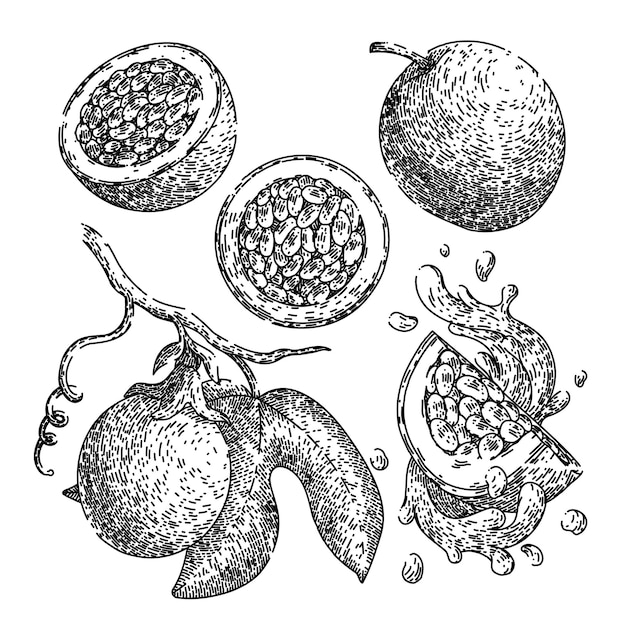 Conjunto de fruta de la pasión boceto vector dibujado a mano