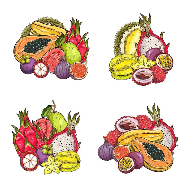 Conjunto de frutas exóticas tropicales boceto vectorial