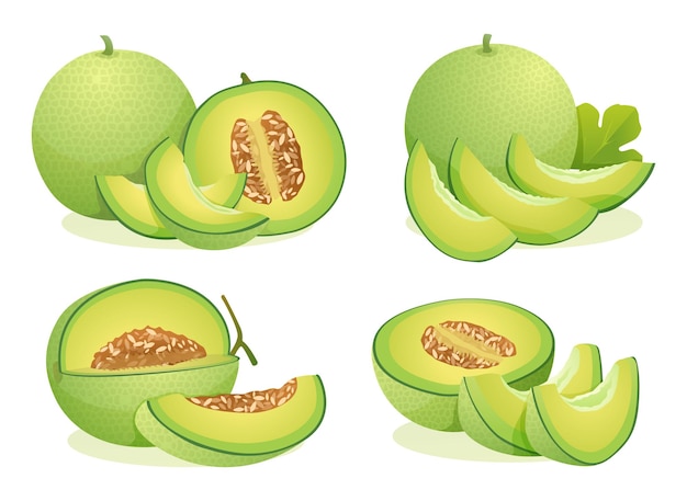 Conjunto de frutas frescas de melón, mitad entera y rebanada cortada, ilustración aislada sobre fondo blanco.