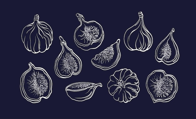 Conjunto de frutas de higos Ilustración vectorial Signo de textura