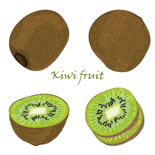 Conjunto de frutas de kiwi dibujadas a mano con un solo dibujo realista de frutas peladas y en rodajas aisladas sobre fondo blanco