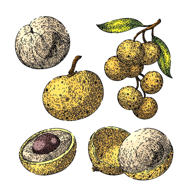 Vector conjunto de frutas longan dibujado a mano saludable orgánico maduro naturaleza fresca planta fruta longan dibujo vectorial ilustración de color aislado