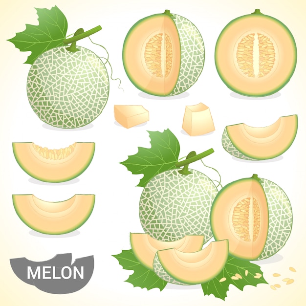 Vector conjunto de frutas melón cantaloupe en varios estilos vector formato