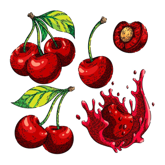 Conjunto de frutas rojas cereza vector dibujado a mano boceto