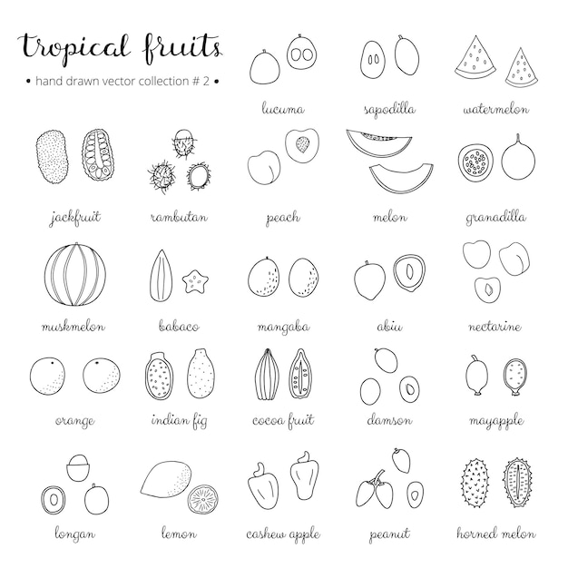 Vector conjunto de frutas tropicales dibujadas a mano