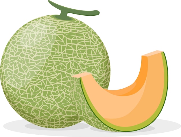 Conjunto de frutos de melón cantaloupe aislados sobre un fondo blanco