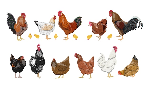 Un conjunto de gallinas domésticas, gallos y pollos de diferentes colores y razas.