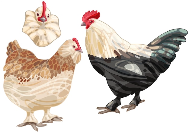 Conjunto de gallo dibujado a mano y un pollo La raza de salmón Faverolles