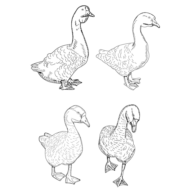 Conjunto de ganso de mascota de dibujo aislado vectorial