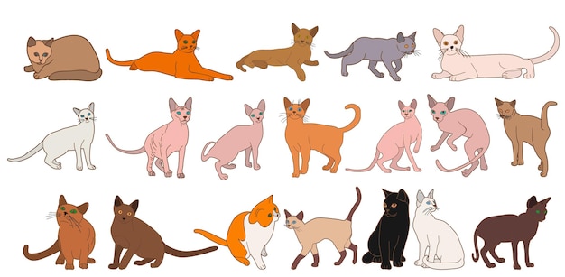 Vector conjunto de gato aislado vectorial