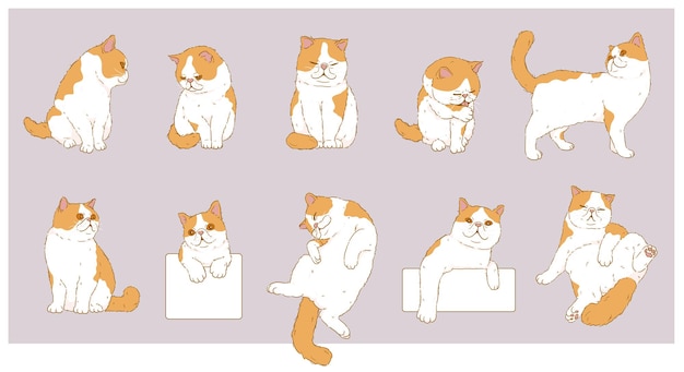 Vector conjunto de gato de pelo corto exótico de dibujos animados lindo